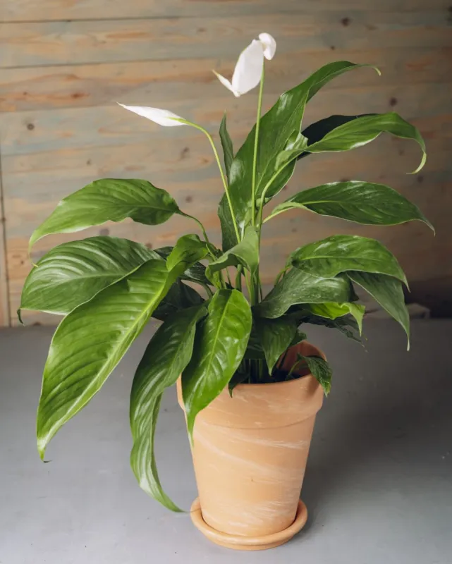 Мирная лилия (Spathiphyllum) в простом горшке