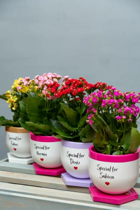 Каланхоэ (Kalanchoe Blossfeldiana) в простом горшке