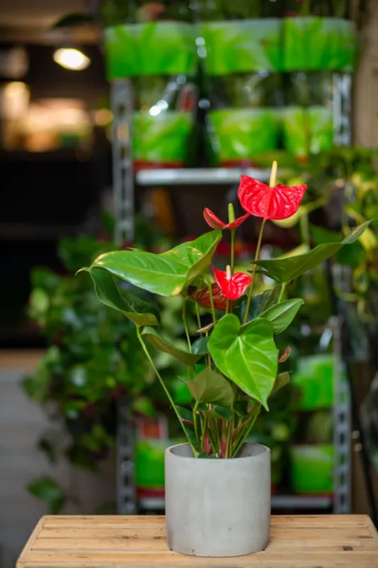 Антуриум (Flamingo Flower) 50 см в простом горшке