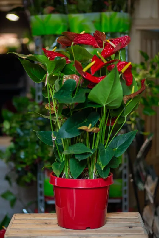 Антуриум (Flamingo Flower) 100 см в простом горшке