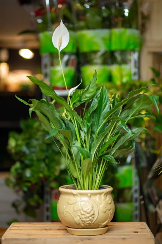 Мирная лилия (Spathiphyllum) 70 см в горшке