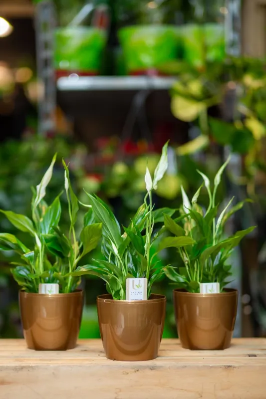 Мирная лилия (Spathiphyllum) 25 см в простом горшке