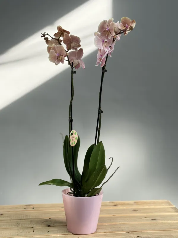 Фаленопсис Soft Pink – в простом горшке