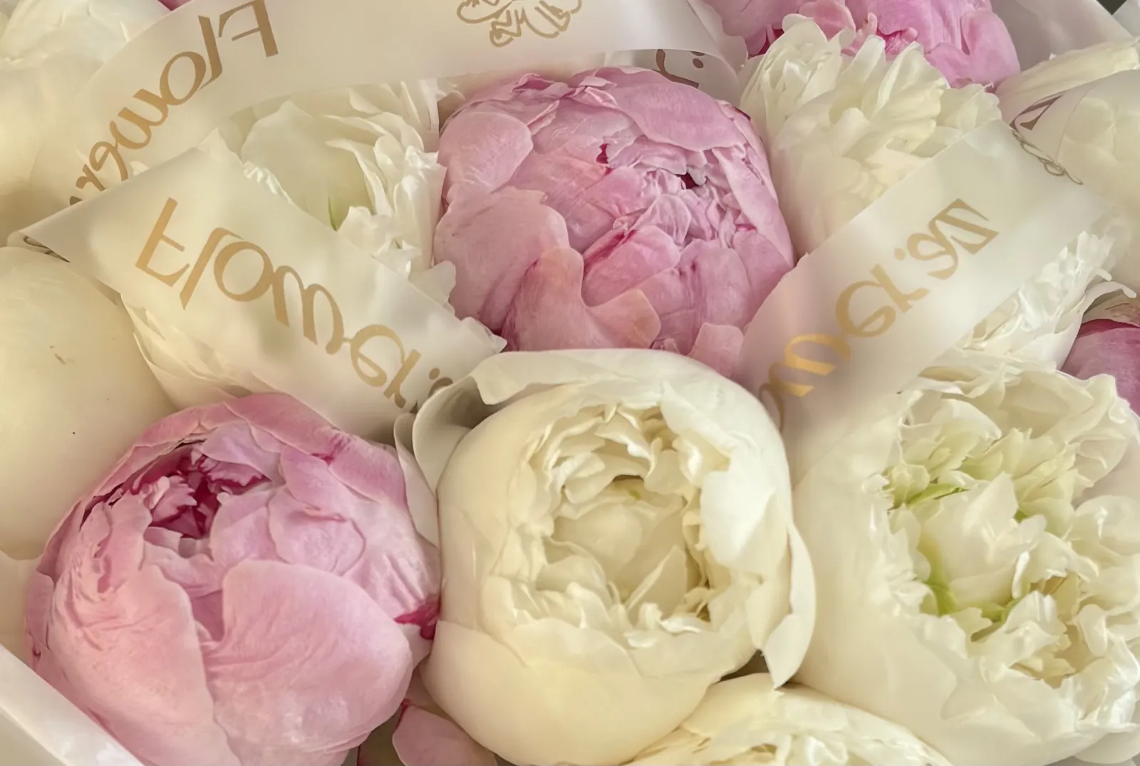 Ivory Blush Peony (M)