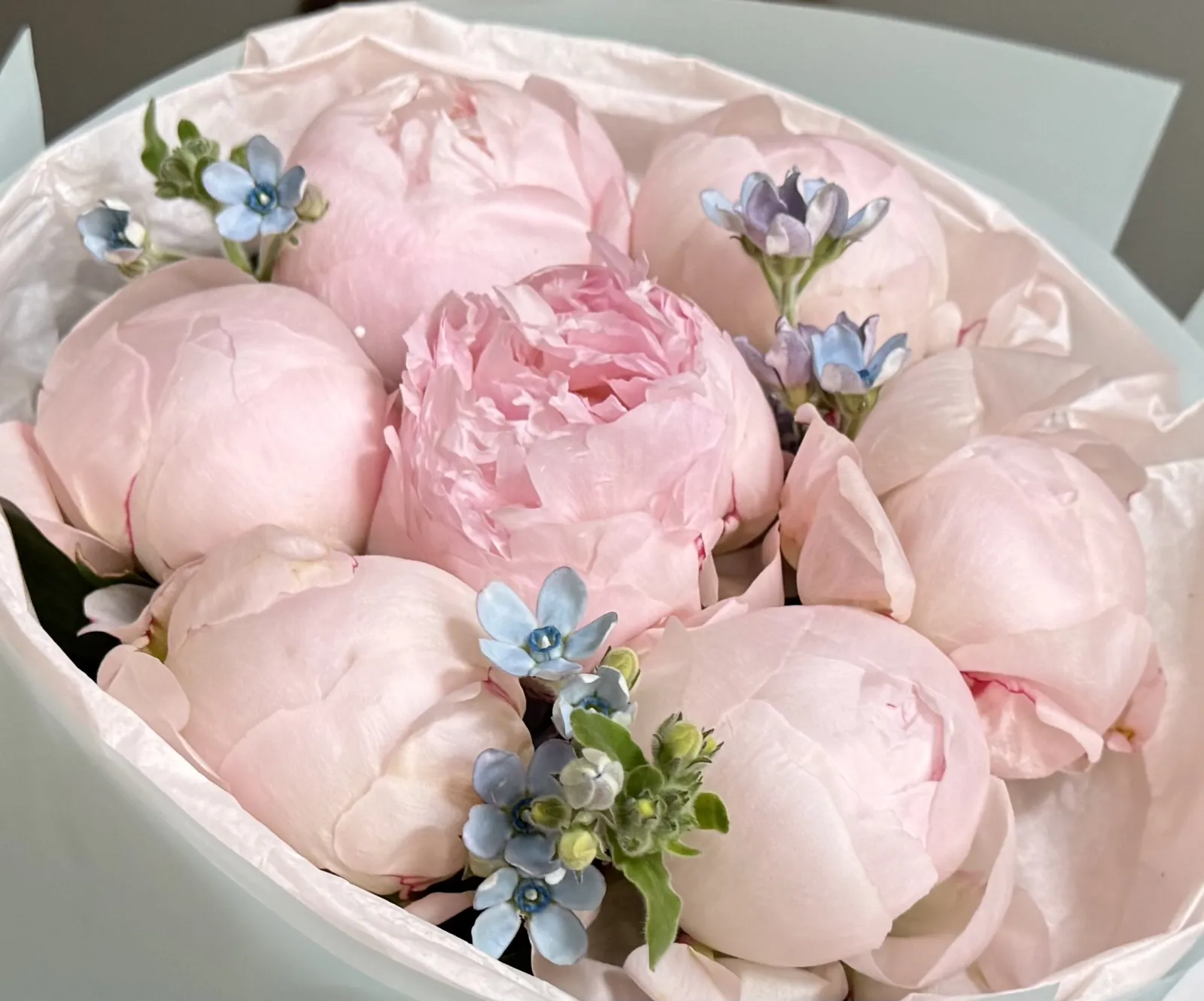 Paeonia Nicol 7, Oxypetalum 3 (M)