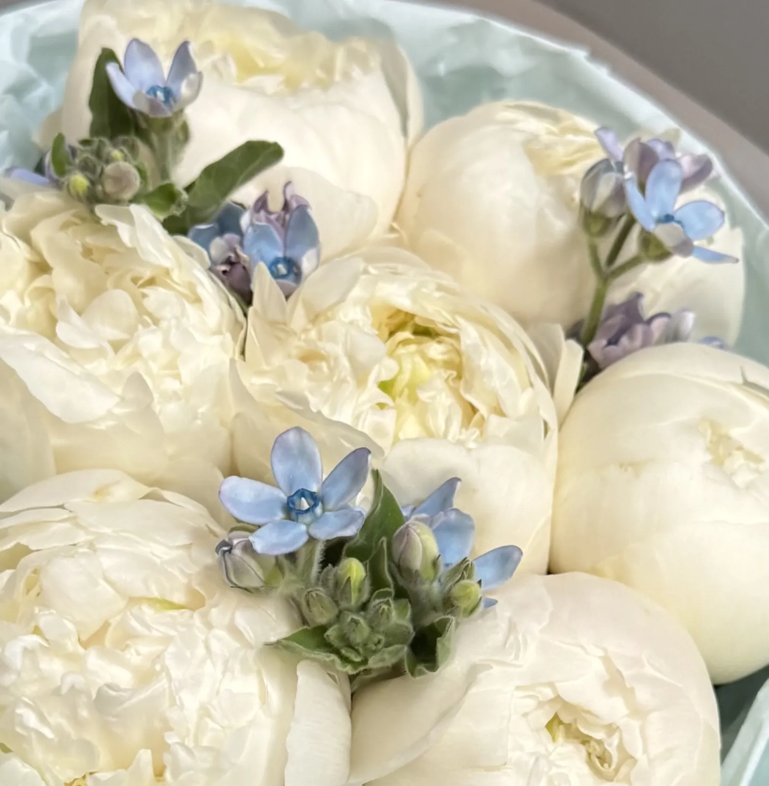 Paeonia Ducheese 7, Oxypetalum 3 (M)