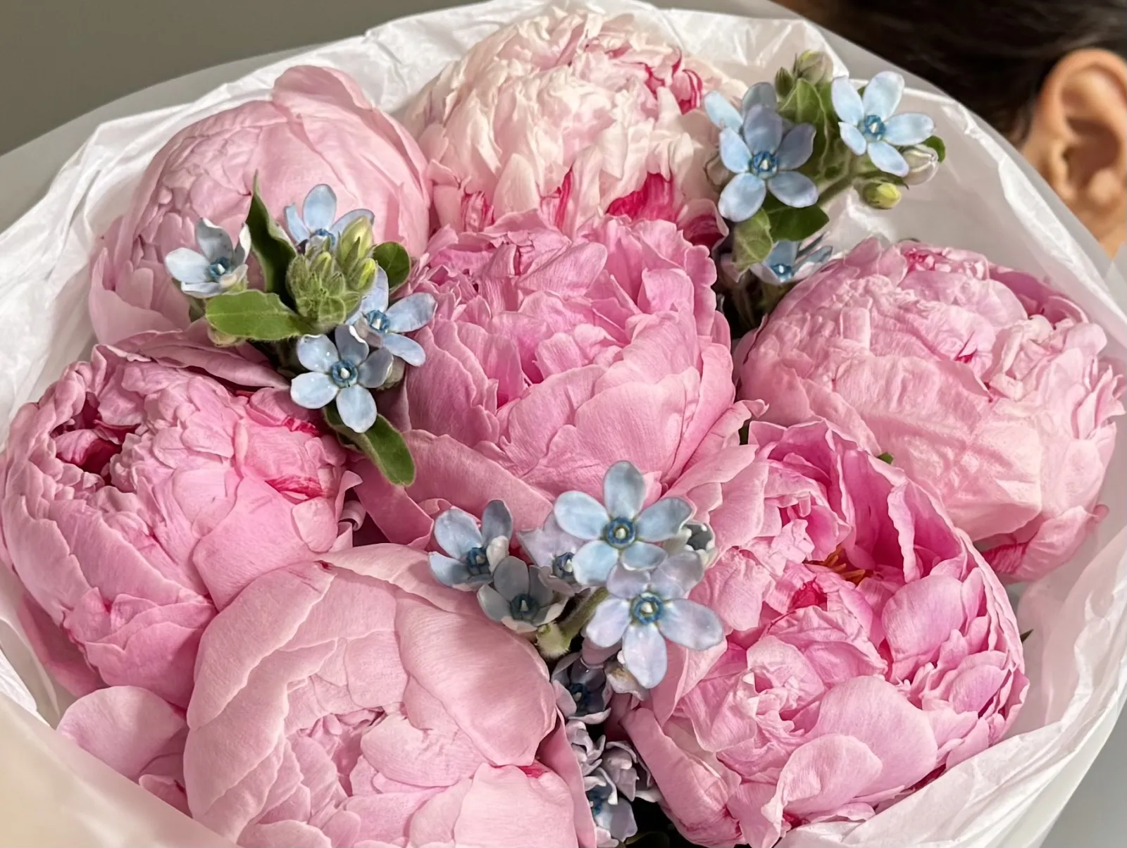 Blue Whisper Pink (M)