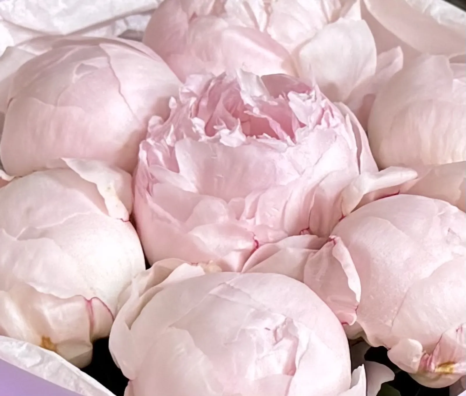 Paeonia Nicol 7 (M)