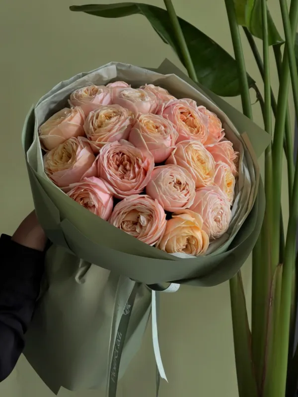 Soft Apricot (M)