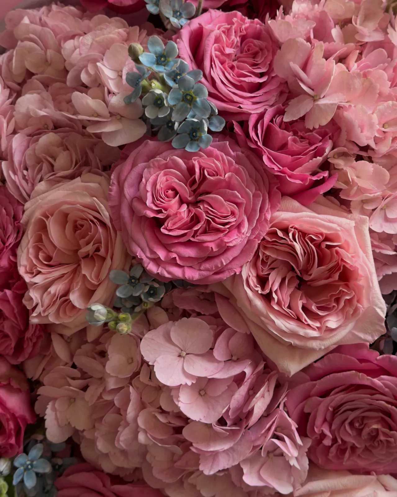 Hydrangea 3, Pink O`hara 7, Pink Passion 5, Oxypetalum7