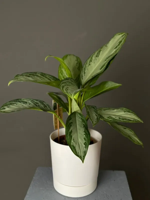 “Aglaonema Silver – Dekorativ Bitki”