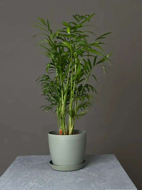 Chamaedorea Elegans – Dekorativ Palma