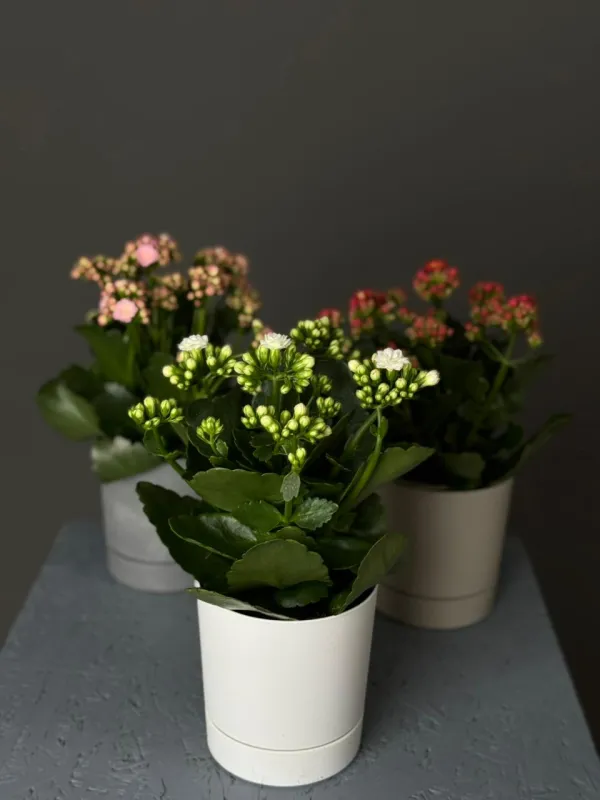 “Kalanchoe Mix – Gül Açan Bitki”