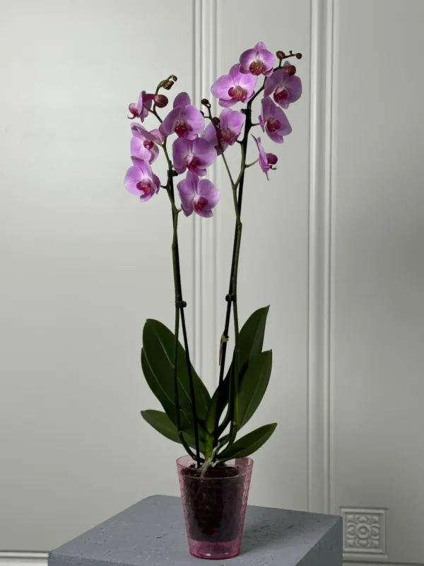 “Phalaenopsis Orchid – Premium Orkide”