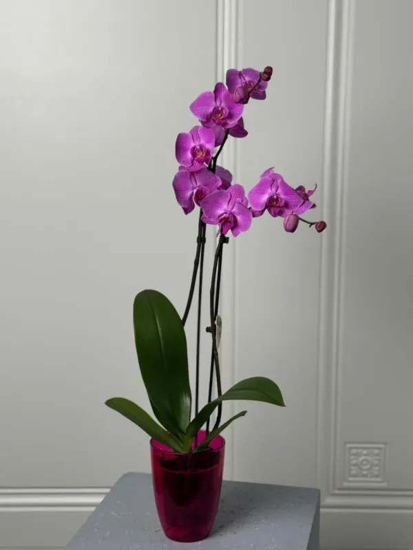 “Phalaenopsis Mini – Premium Orkide”