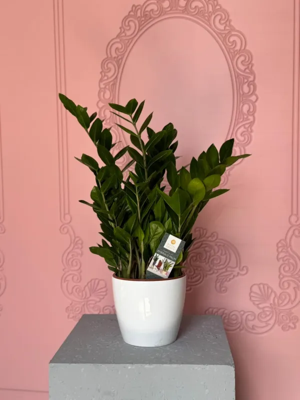 “Zamioculcas Premium – Zamiya Bitkisi”