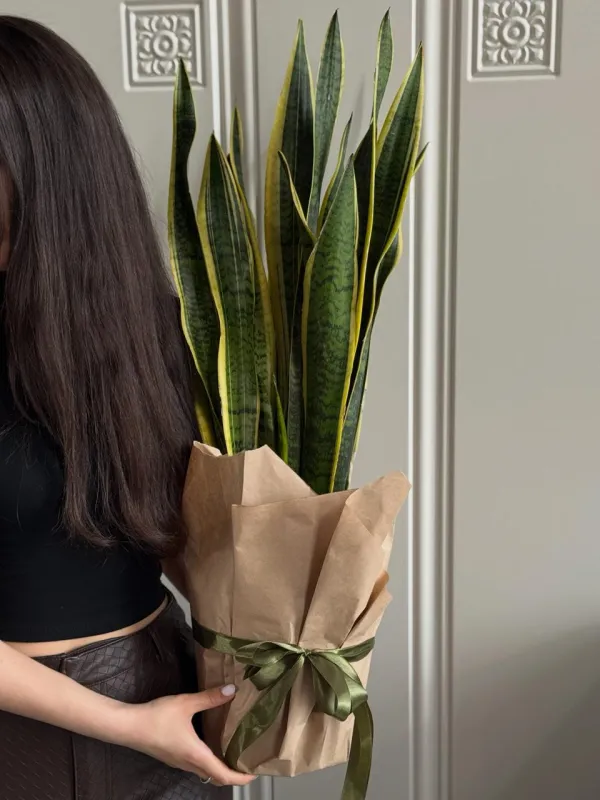 “Sansevieria Premium – Qılınc Gülü”
