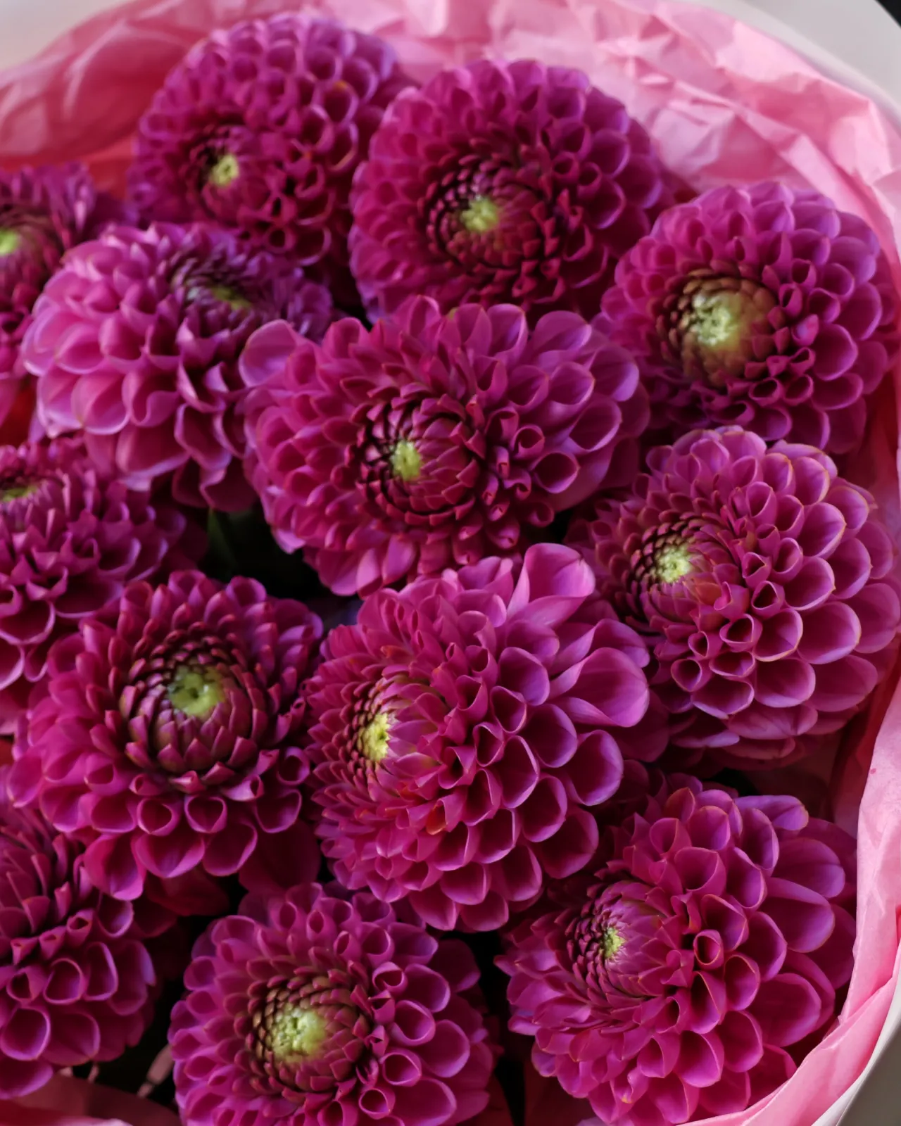 Berry Dahlia